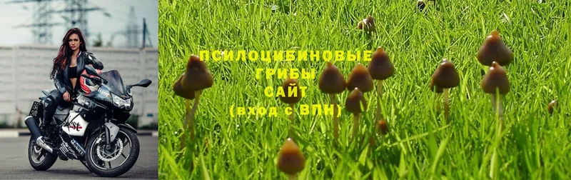 блэк спрут рабочий сайт  Ивдель  Галлюциногенные грибы MAGIC MUSHROOMS 